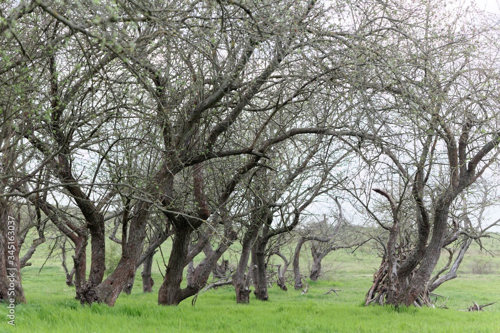 Old apple trees without leaves on a meadow