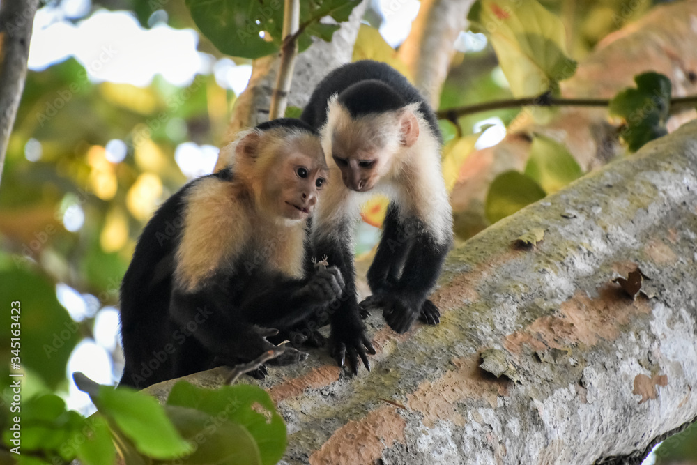 Fototapeta premium White face monkeys eating a lizard