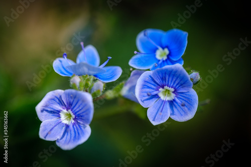 Germander speedwell blue flowers in spring