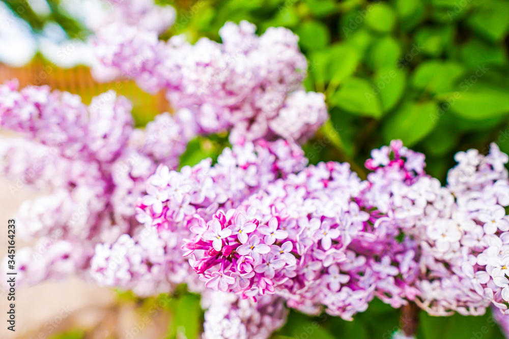 lilac flowers in the garden