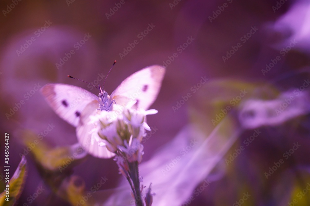 Naklejka premium butterfly on purple flower