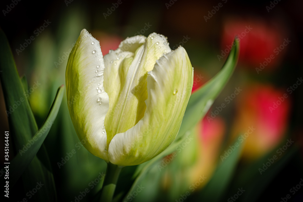 Naklejka premium Fresh yellow tulip flowers in spring
