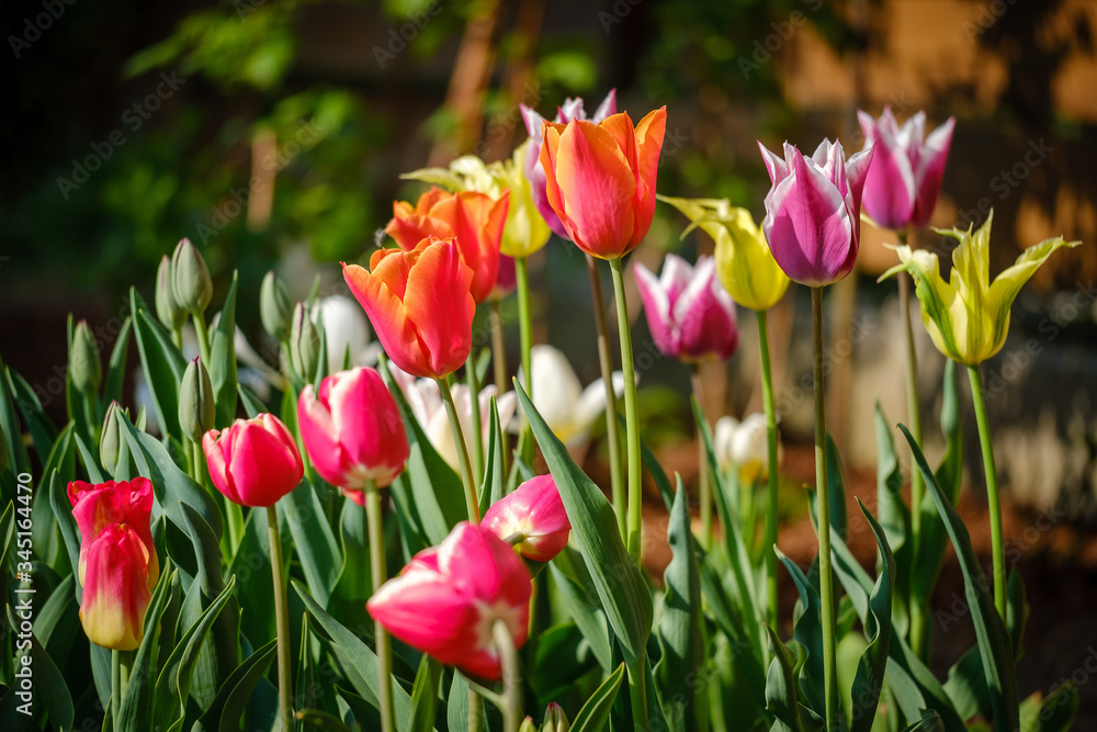 Colorful tulip flowers blooming in spring garden Colorful tulip flowers blooming in spring garden