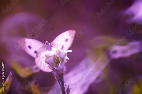 butterfly on purple flower © Станислав 