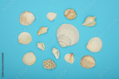 Assorted sea shells over blue background