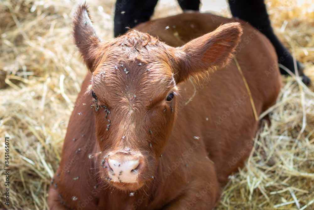 Young Calf in Corral Full of Flies