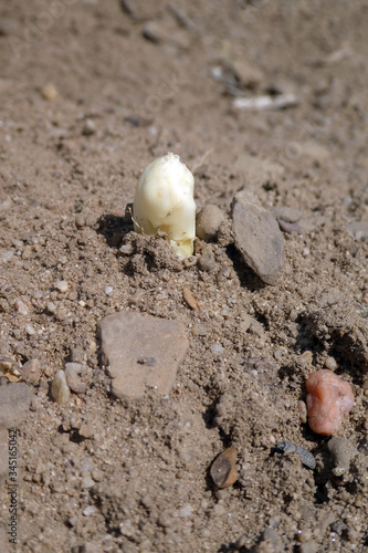 Spargelfeld mit herausgewachsenem fränkischen Spargel