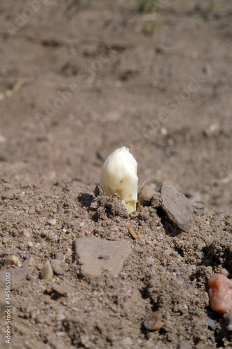 Spargelfeld mit herausgewachsenem fränkischen Spargel