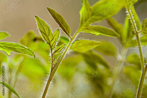green leaf of tomato sprout on a blurred background near the window