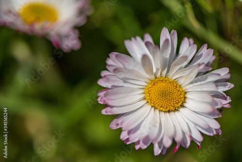 Loose spring flower. Photographed close-up.