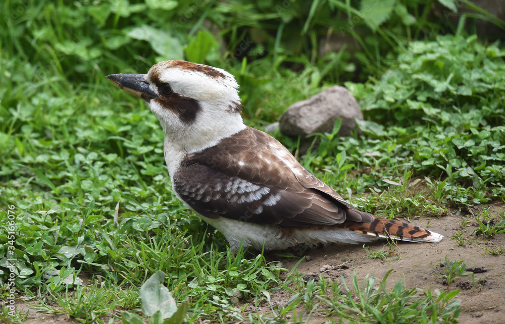 Obraz premium Lachender Hans