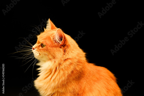 Beautiful red cat with a long mustache sits on a black background. Big beautiful cat with long hair in profile. Pet, cute animal photo