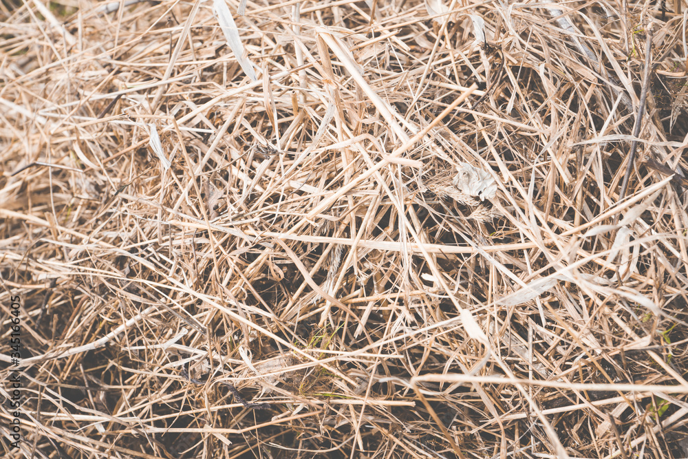 Dry grass after spring work in garden. Selective focus. Dry grass after spring work in garden. Selective focus.