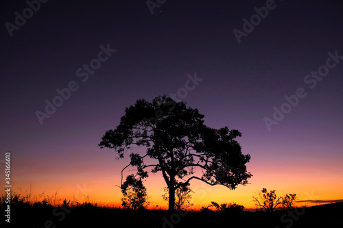 Tree silhouette in bright colorful sunset day at Chapada dos Veadeiros National Park, nature reserve conservancy area of cerrado vegetation, Goiás, Brazil, South America. 