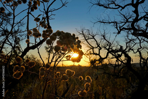 Flower shining and tree silhouette in bright colorful sunset day at Chapada dos Veadeiros National Park, nature reserve conservancy area of cerrado vegetation, Goiás, Brazil, South America. 