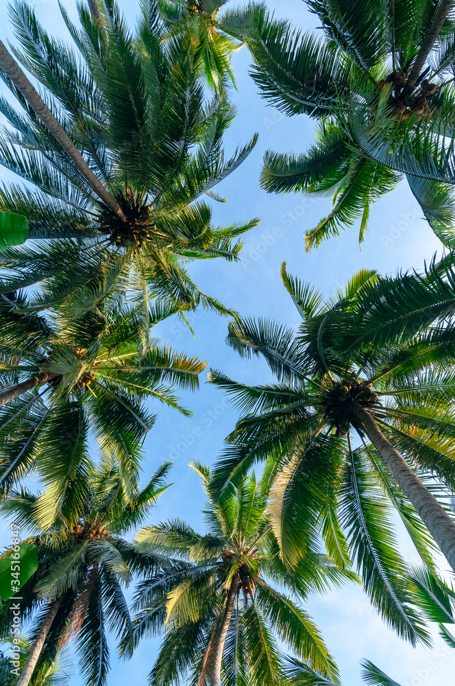 Palm tree plantation Bali Indonesia