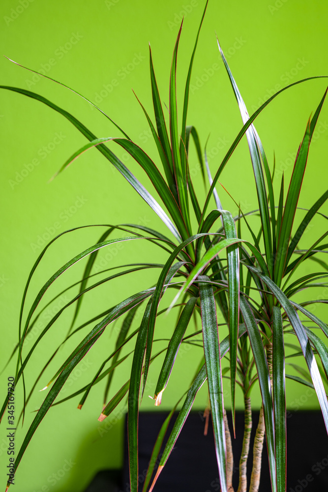 Obraz premium closeup view of a bunch of dark green thin leaves of a houseplant on light green sunny background