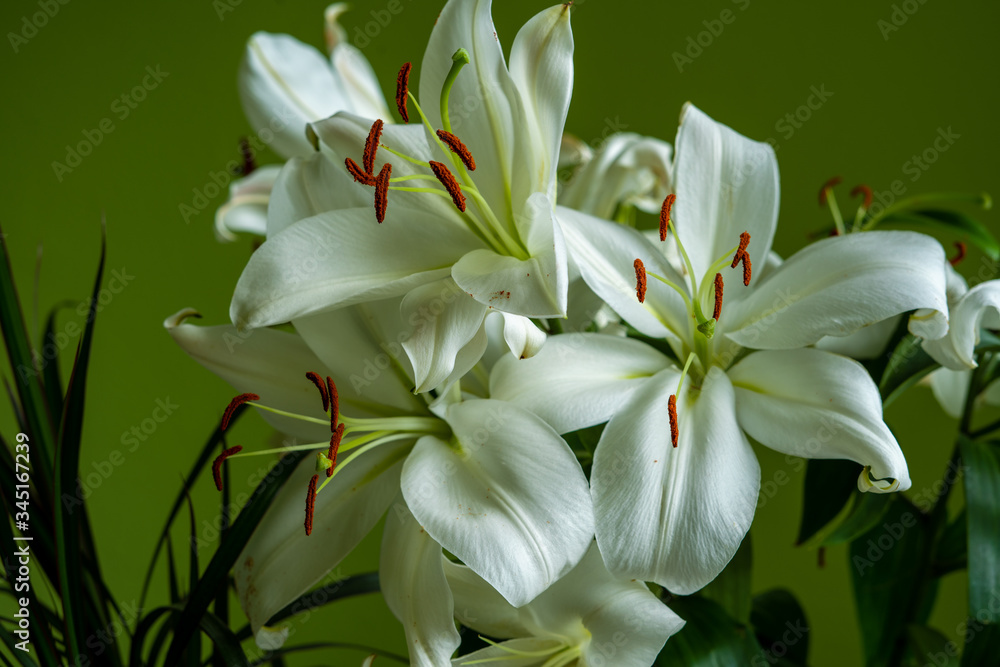 Fototapeta premium horizontal picture of a bunch of madonna lilies formed in a bouquet on light green sunny background at home