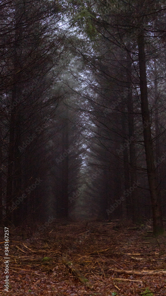 Obraz premium Wolfsgebiet