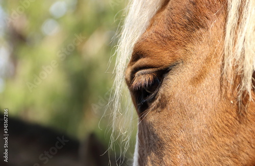 Close up of a horse head © ElenaR@i