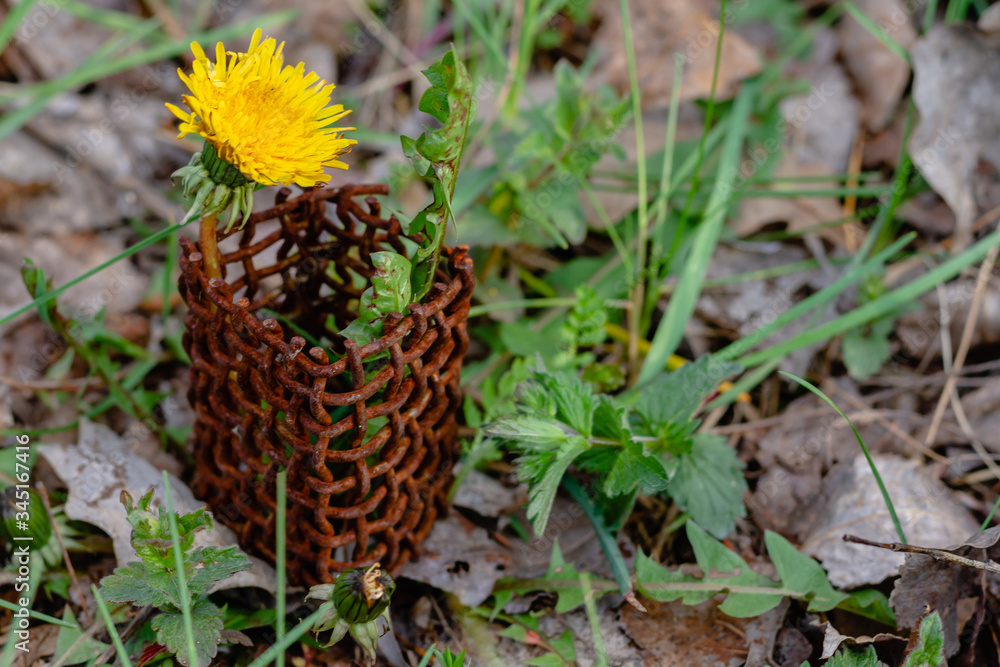 Yellow dandelion flowers in a metal mesh. Flower behind bars. Yellow dandelion flowers in a metal mesh. Flower behind bars.