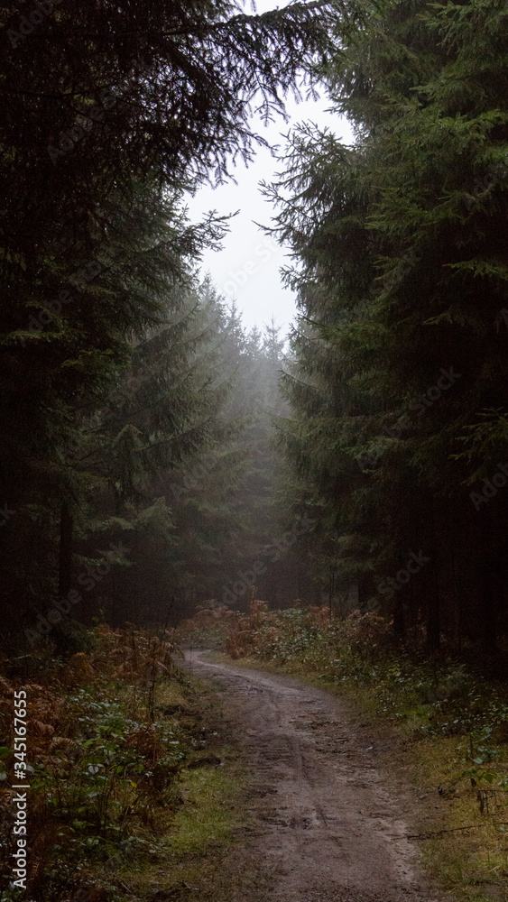Fototapeta premium Weg ins Ungewisse