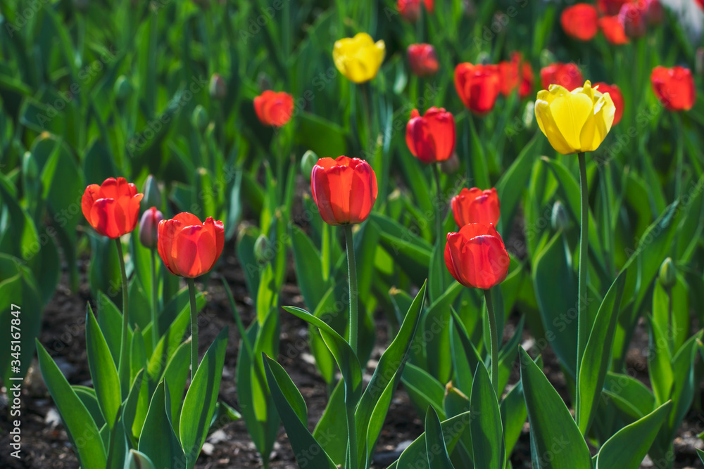 Fototapeta premium Many beautiful red and yellow tulips in a city park on a bright sunny day. Traditional flowers for the holiday on May 9 in Russia.
