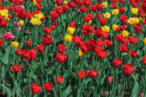 Many beautiful red and yellow tulips in a city park on a bright sunny day. Traditional flowers for the holiday on May 9 in Russia.