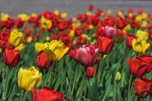 Many beautiful red and yellow tulips in a city park on a bright sunny day. Traditional flowers for the holiday on May 9 in Russia.