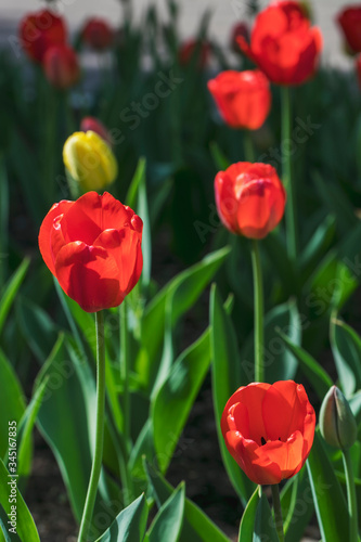 Many beautiful red and yellow tulips in a city park on a bright sunny day. Traditional flowers for the holiday on May 9 in Russia.