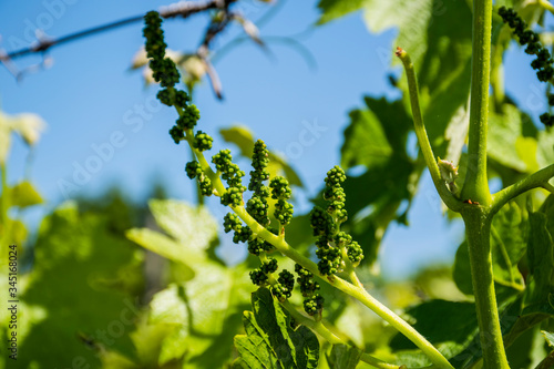 spring with grapes
