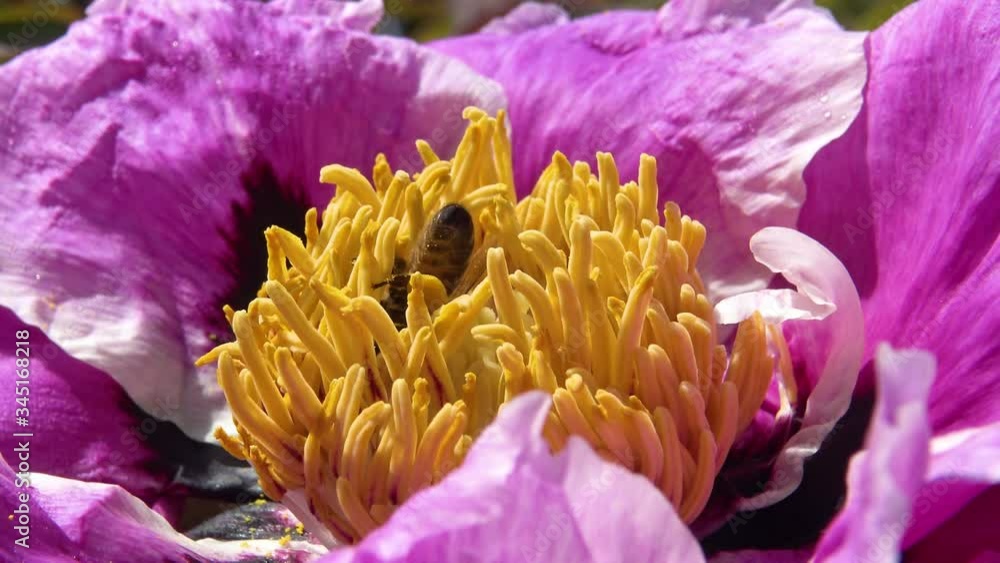Honey bees on the pink flowers of a tree peony collect honey and pollen Honey bees on the pink flowers of a tree peony collect honey and pollen