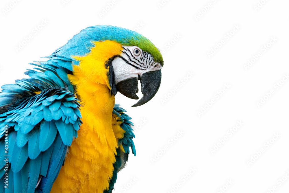 Blue-and-yellow macaw isolated on white (Ara ararauna)