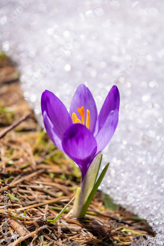 Spring Crocus Flower in a Green Grass and Snow. Colchicum Autumnale with Purple Petals. © Victority