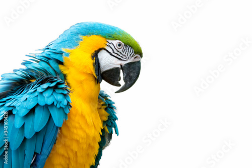 Blue-and-yellow macaw isolated on white  Ara ararauna 