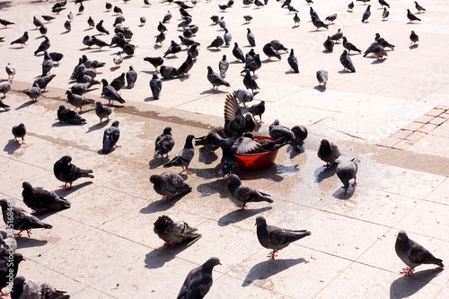 Cute curious urban pigeon with flock of pigeons