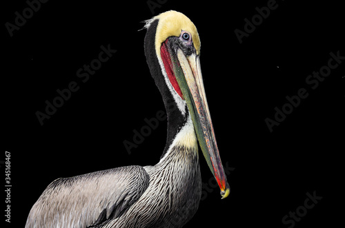 Beautiful pelican isolated against black.