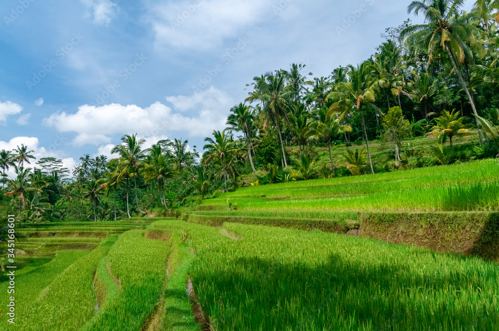 Rice terraces Bali Indonesia