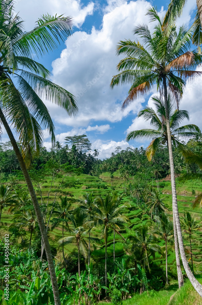 Obraz premium Rice terraces Bali Indonesia