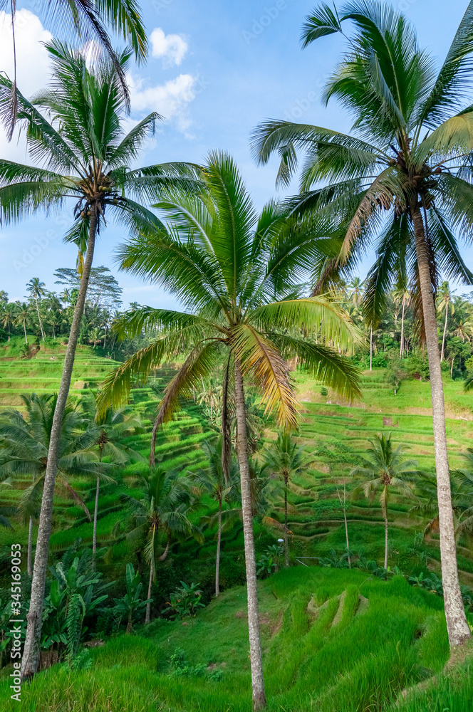 Obraz premium Rice terraces Bali Indonesia