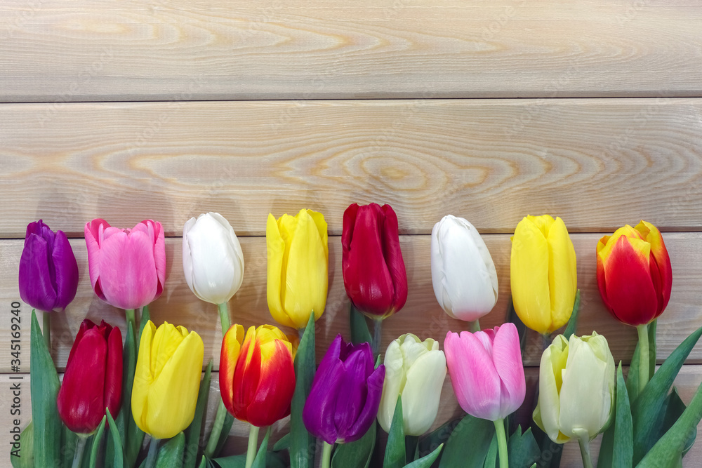 mix multi-colored tulips on a wooden background with a place for the inscription