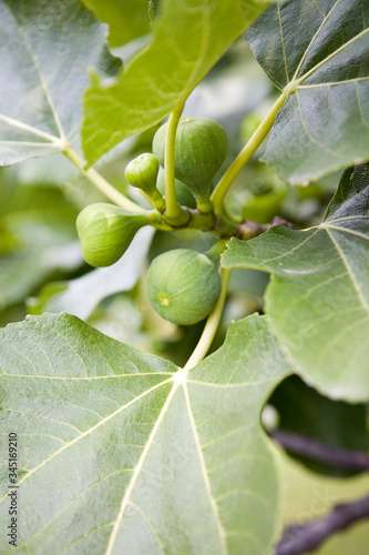 Fig on the branch of a fig tree 
