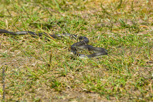 Snakes in the grass  Lithuania