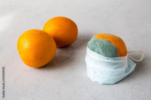 A spoiled, rotten, inedible orange is put on a medical mask that protects against coronavirus during a pandemic covid-19. Next to it are two whole, fresh oranges. Close up composition. photo