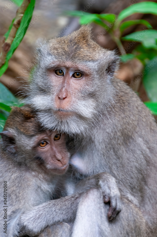 Balinese long-tailed monkeys Macaca fascicularis at Sacred Monkey Forest Sanctuary Ubud Bali Indonesia Balinese long-tailed monkeys Macaca fascicularis at Sacred Monkey Forest Sanctuary Ubud Bali Indonesia