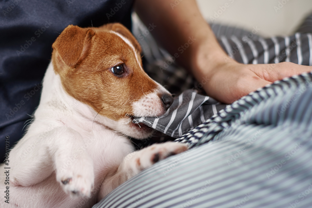 portrait of jack russel terrier puppy dog, closeup