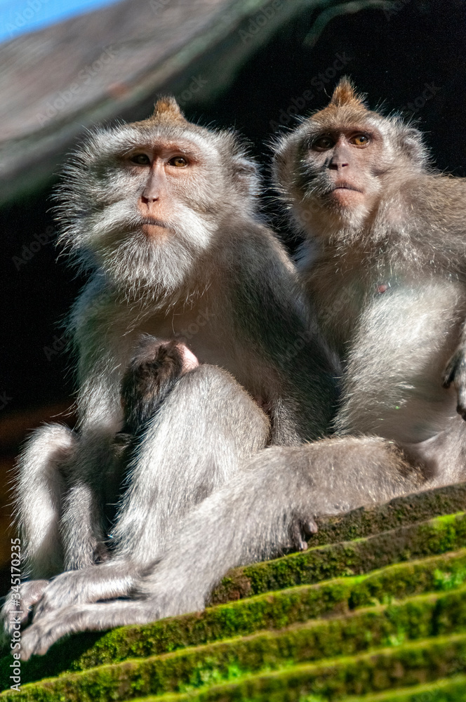 Obraz premium Balinese long-tailed monkeys Macaca fascicularis at Pura Dalem Agung Padangtegal Temple Ubud Bali