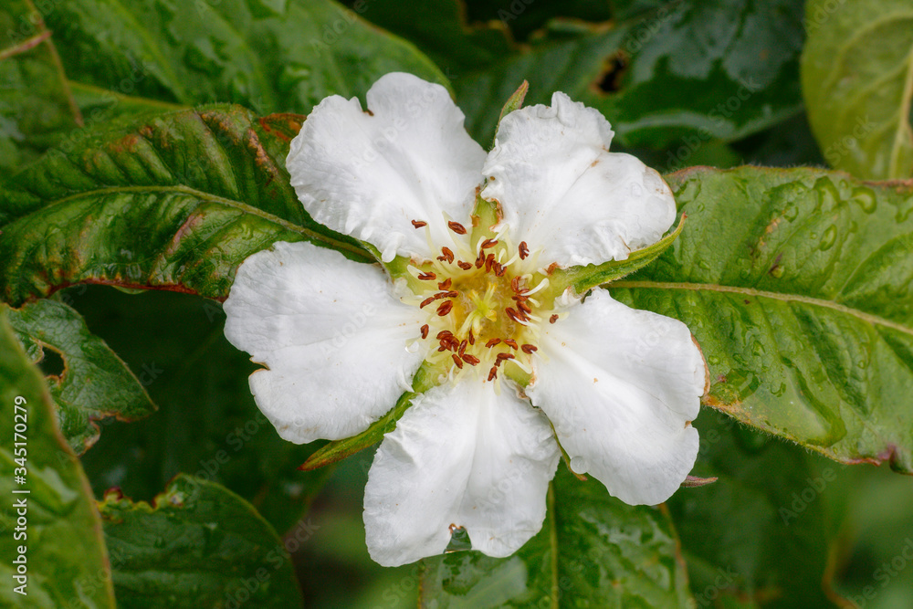 Obraz premium Common Medlar Spring Blossom Close Up