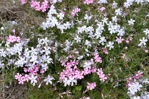 Phlox ground cover on a flower bed. Small pink flowers for decoration puffs in the garden. Flowering Phlox subulata bushes close-up.