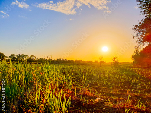 During sunset. Beautiful natural landscape in the summer time. Sunlight In Green Forest.